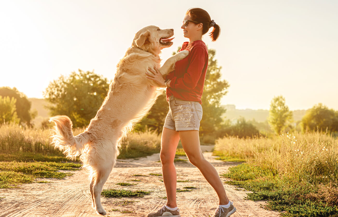 A golden retriever jumping up to greet its owner at sunset