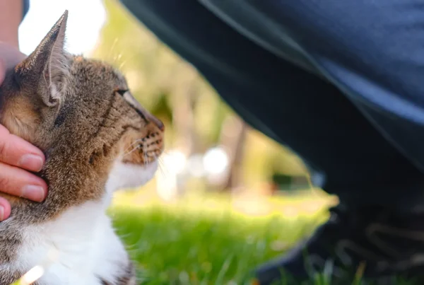 A hand gently petting a tabby cat outdoors