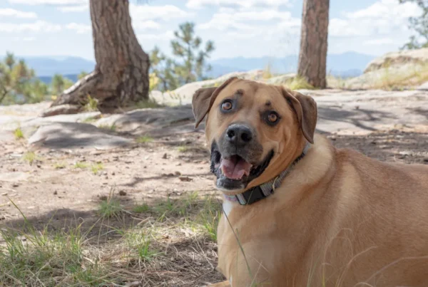 Tan dog resting on dry, rocky ground beneath trees.
