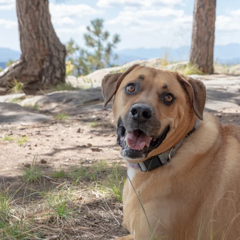 Tan dog resting on dry, rocky ground beneath trees.
